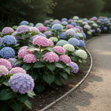 Live Assorted Hydrangea Shrub, 5-11 Inch Starter Plant For Containers, Beds