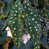 2 Live Begonia Angel Wing Maculata Plants, 5-9 Inch Tall, Indoor Foliage