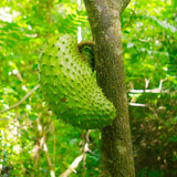 Tropical Live Guanabana Soursop Fruit Tree, 6-8 Inch Plant In A 4 Inch Pot