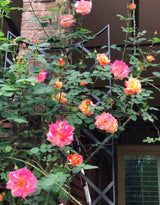 Live Climbing Rose Plant, Flowering Vine For Trellises, Fences And Arches