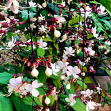 2 Live Wallichii Smithianum Clerodendrum Vine Plants, 5-10 Inches Tall