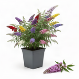 Live Butterfly Bush Shrub, Random Variety, 5-9 Inches Tall, Summer Blooms