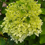2 Lime Hydrangea Live Bushes, Bare Root Plants For Gardens, 1-2 Ft Tall