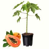 Papaya Live Fruit Tree, 5-10 Inches Tall In 4-Inch Pot, With Sweet Fruit