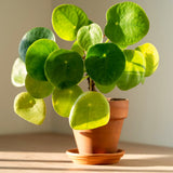 2 Live Pilea Peperomioides, 5-7 Inch Tall Money Houseplants For Indoors