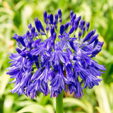 2 Live Agapanthus Perennial Plants, Well-Rooted Starters, 5-9 Inches Tall