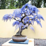 Live Blue Wisteria Plant, 2.5-Inch Pot, 6-12 Inches Tall Climbing Vine