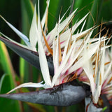 4 Live White Bird Of Paradise, Tropical Flower Plants, 4-8 Inches Tall