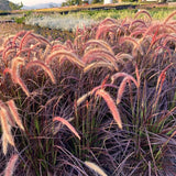 2 Live Red Purple Fountain Grass Plants, 5-9 Inch Garden Border Starters