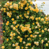 Live Yellow Climbing Rose Plant, Well-Rooted Flowering Bush For Gardens