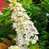 Live Oakleaf Hydrangea Shrub, White Flowers, 5-10 Inches Tall, Dormant Tree