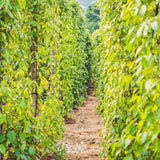 2 Live Black Pepper Plants, 3-6 Inch Tropical Climbing Vines, Starters