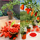 4 Live Goji Berry Plants, 3-6 Inches Tall, Four-Month Outdoor Starters