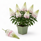 Live White To Pink Hydrangea Shrub, 6-12 Inch Potted Flowering Garden Plant