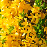 2 Live Forsythia Shrubs, Golden Yellow Blooms, 6-12 Inch Tall Bareroots