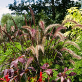 4 Red Purple Fountain Grass, Live Perennial Plants, 5-9 Inches In Height
