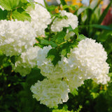 White Flowering Viburnum Live Shrub, 8-10 Inch Potted Snowball Bush Plant