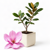 Potted Live Jane Magnolia Tree, 6-14 Inch Tall, Early Spring Flower Blooms