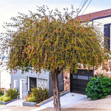 Live Yaupon Holly Shrub For Garden Landscapes, Hardy Plant, 4-6 Inches Tall