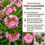 3 Live Pink Oleander Plants, 5-7 Inch Flowering Shrubs For Garden Beds