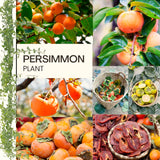 Persimmon Live Plant In Pot, One 6-12 Inch Fruit Seedling For Outdoors