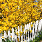 2 Live Lynwood Gold Forsythia Shrubs, 6-12 Inch Bareroot Garden Plants