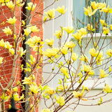 Live Yellow Bird Magnolia Plant, Flowering Garden Shrub, 6-12 Inches Tall