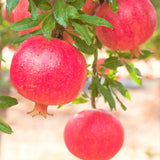 2 Live Wonderful Pomegranate Fruit Trees, Well-Rooted, 10-15 Inches Tall