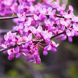 4 Live Eastern Redbud Trees, 6-12 Inch Hardy Flowering Landscape Trees