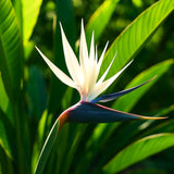 4 Live White Bird Of Paradise, Tropical Flower Plants, 4-8 Inches Tall