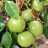 Live Star Apple Caimito Fruit Tree, 6-10 Inches Tall, Half Gallon Potted