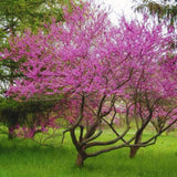 Live Eastern Redbud Flowering Tree, Cold Hardy Plant, 6-14 Inches Tall