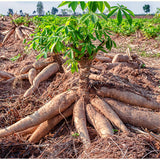 Tropical Outdoor Sweet Yuca Cassava Live Plant, 6-15 Inch Garden Vegetable