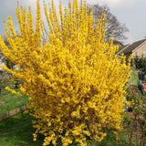 Live Lynwood Gold Forsythia Bush, Golden Bells Shrub, 6-12 Inches Tall