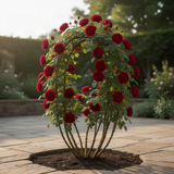 Live Red Rose Bush, Heirloom Fragrant Flower Plant, Rooted, 5-10 Inch Tall