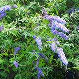 Live Light Blue Buddleia Butterfly Bush, 5-9 Inch Perennial Garden Plant