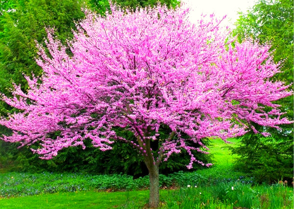 Live Eastern Redbud Tree, 6-12 Inch Plant For Fall, Winter Dormant Plant