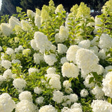 2 Live Lime Hydrangea Shrubs, Bare Root Outdoor Plants, 6-12 Inches Tall