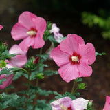Live Pink Hibiscus Syriacus, 6-12 Inch Althea Rose Of Sharon Shrub Plant