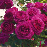 Fragrant Purple Climbing Rose Bush, Live Bare Root Plant For Indoor Outdoor