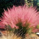 2 Mixed Live Muhly Grass Plants, 5-9 Inch Tall, Perennial Garden Ornamental