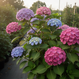 2 Live Hydrangea Starter Trees, Random Blooms, 5-9 Inches Tall, No Pot