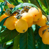 Live Loquat Fruit Tree Plant, 5-9 Inches Tall, Cold-Hardy Garden Potted