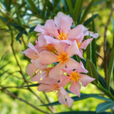 2 Live Salmon Oleander Plants, 5-7 Inch Flower Bushes For Landscaping Use