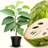 Live Random Sugar Apple Fruit Tree, 2-3 Ft Tall In Gallon Pot For Patios