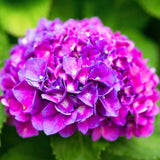 Live Hydrangea Flowering Shrub, Pink To Blue, 5-11 Inches For Garden Beds