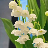 10 Hardy Perennial Lily Of The Valley Rhizomes, Bulbs For Shady Gardens