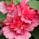 Flowering Shrub, Red Rose Of Sharon Live Plant, 6-13 Inches Tall, Potted
