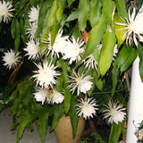 Live White Night-Blooming Orchid Cactus, 4-5 Inch Tall Plant In 4 Inch Pot