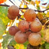 3 Live Bronze Muscadine Grape Vines, 4-6 Inch Plants For Outdoor Gardens
